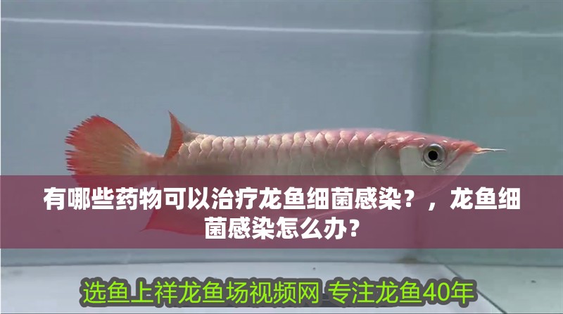 有哪些藥物可以治療龍魚細菌感染？，龍魚細菌感染怎么辦？