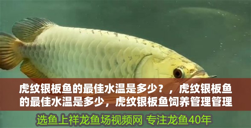虎紋銀板魚(yú)的最佳水溫是多少？，虎紋銀板魚(yú)的最佳水溫是多少，虎紋銀板魚(yú)飼養(yǎng)管理管理