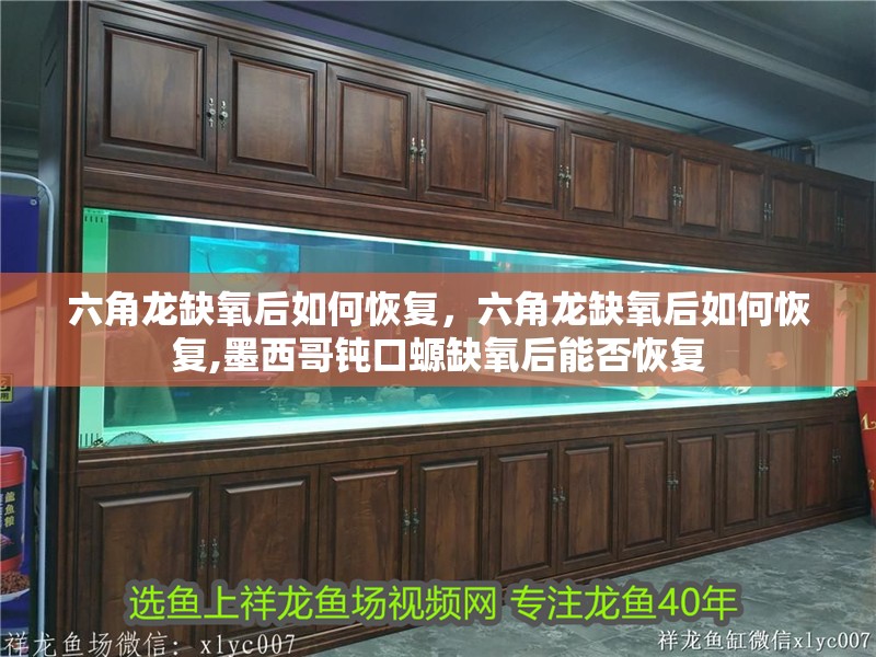 六角龍缺氧后如何恢復，六角龍缺氧后如何恢復,墨西哥鈍口螈缺氧后能否恢復