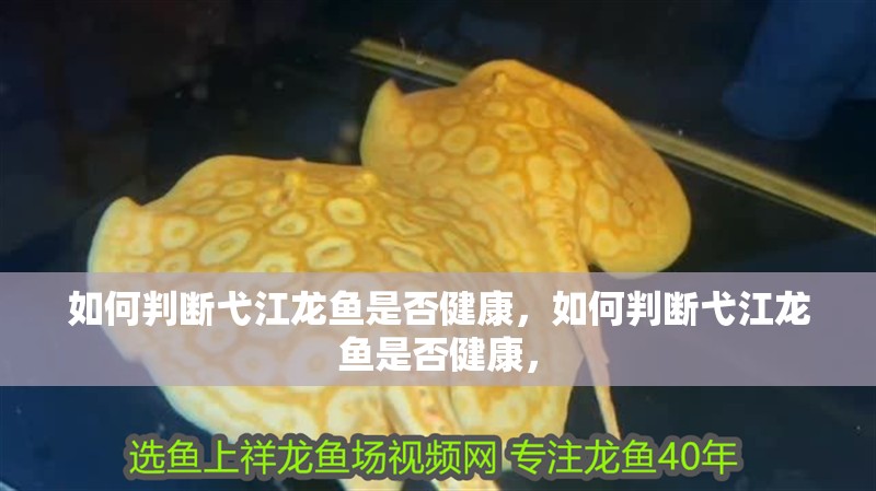 如何判斷弋江龍魚是否健康，如何判斷弋江龍魚是否健康，