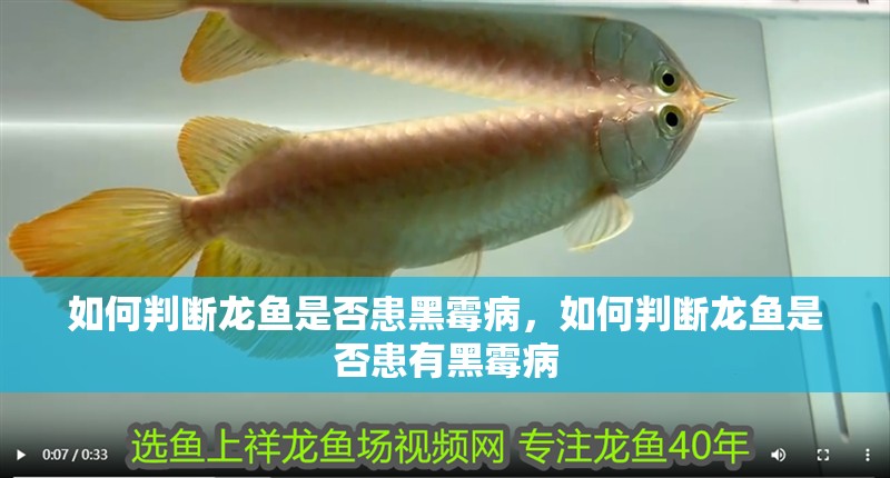 如何判斷龍魚是否患黑霉病，如何判斷龍魚是否患有黑霉病