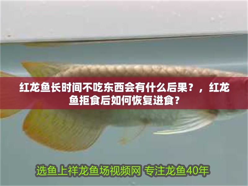 紅龍魚長時間不吃東西會有什么后果？，紅龍魚拒食后如何恢復(fù)進(jìn)食？