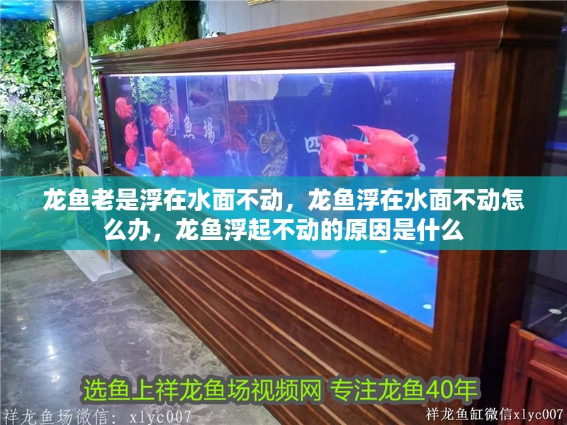 龍魚老是浮在水面不動，龍魚浮在水面不動怎么辦，龍魚浮起不動的原因是什么
