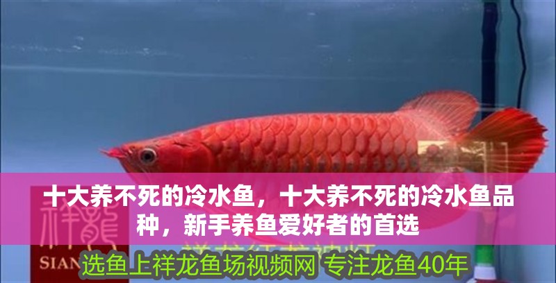 十大養(yǎng)不死的冷水魚，十大養(yǎng)不死的冷水魚品種，新手養(yǎng)魚愛好者的首選