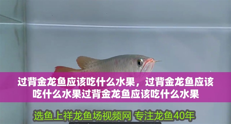 過背金龍魚應(yīng)該吃什么水果，過背金龍魚應(yīng)該吃什么水果過背金龍魚應(yīng)該吃什么水果