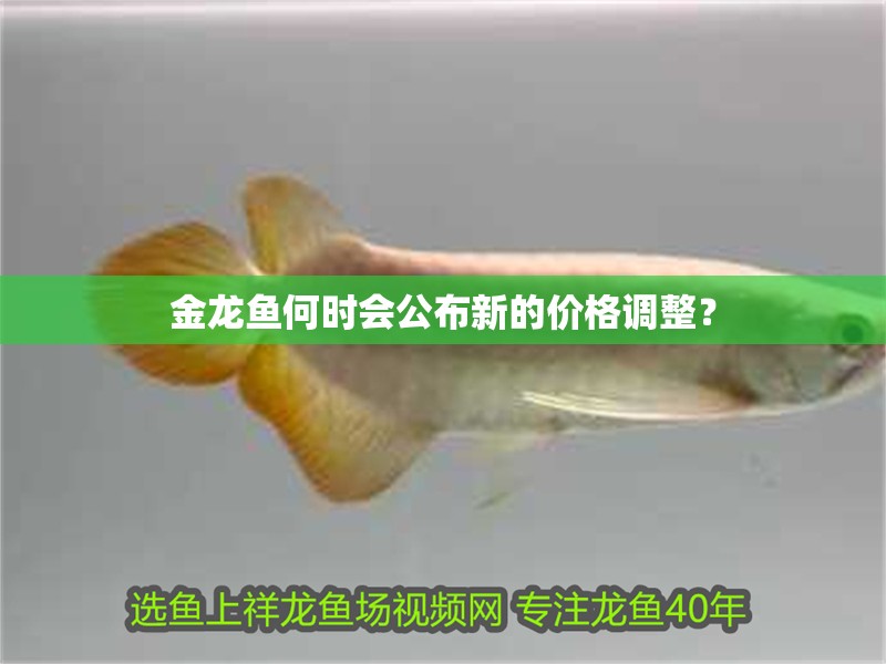 金龍魚(yú)何時(shí)會(huì)公布新的價(jià)格調(diào)整？