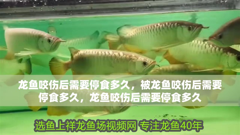 龍魚咬傷后需要停食多久，被龍魚咬傷后需要停食多久，龍魚咬傷后需要停食多久