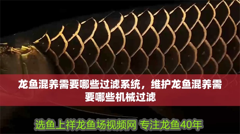 龍魚混養(yǎng)需要哪些過濾系統(tǒng)，維護龍魚混養(yǎng)需要哪些機械過濾
