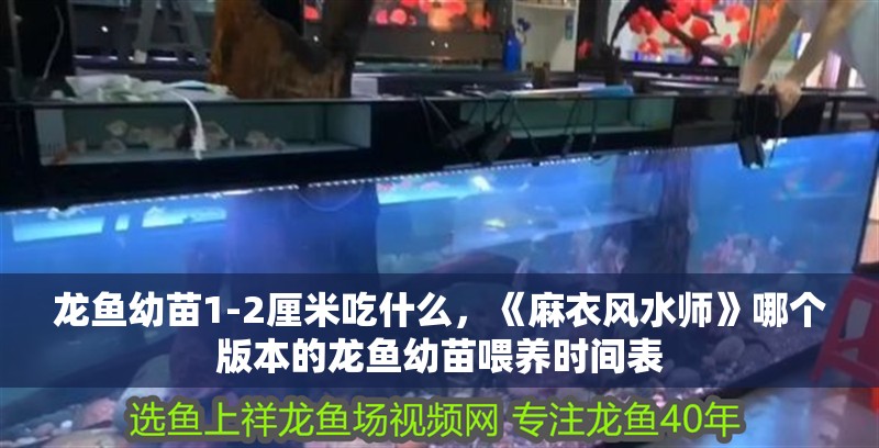 龍魚(yú)幼苗1-2厘米吃什么，《麻衣風(fēng)水師》哪個(gè)版本的龍魚(yú)幼苗喂養(yǎng)時(shí)間表