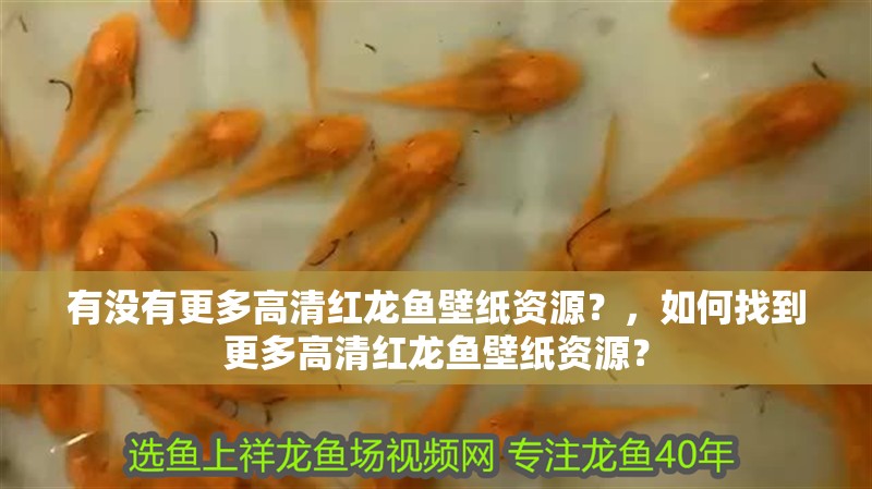 有沒(méi)有更多高清紅龍魚(yú)壁紙資源？，如何找到更多高清紅龍魚(yú)壁紙資源？