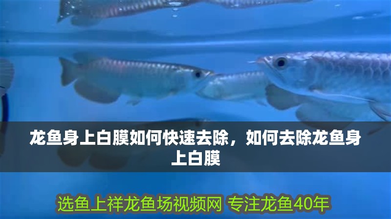 龍魚身上白膜如何快速去除，如何去除龍魚身上白膜