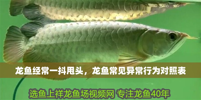 龍魚經(jīng)常一抖甩頭，龍魚常見異常行為對(duì)照表