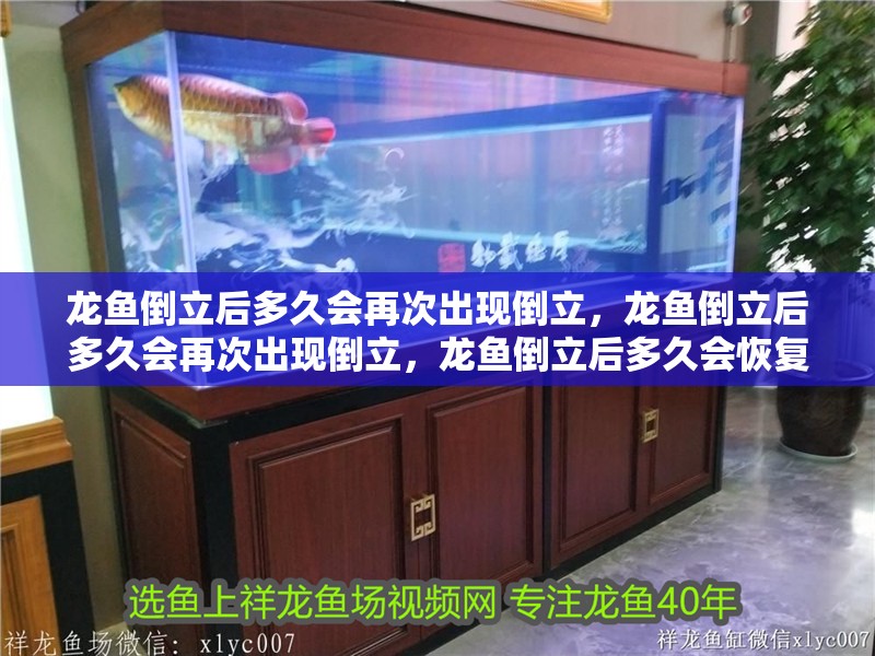 龍魚倒立后多久會再次出現倒立，龍魚倒立后多久會再次出現倒立，龍魚倒立后多久會恢復正常