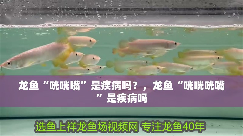 龍魚“咣咣嘴”是疾病嗎？，龍魚“咣咣咣嘴”是疾病嗎
