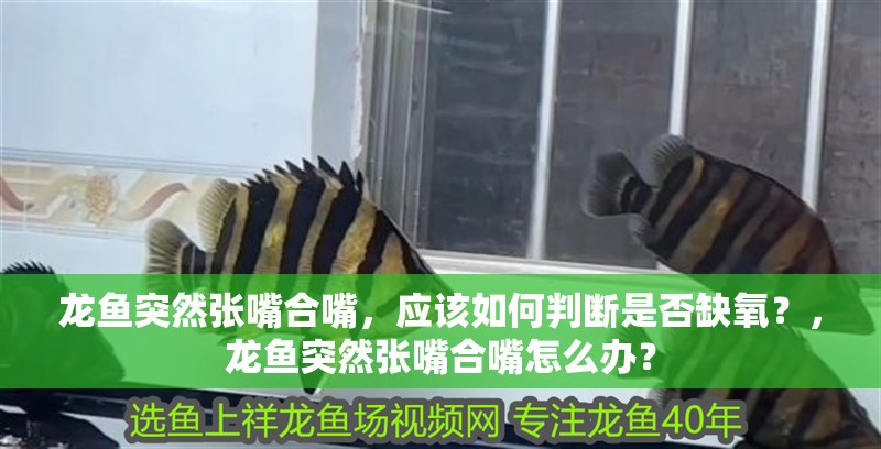 龍魚突然張嘴合嘴，應(yīng)該如何判斷是否缺氧？，龍魚突然張嘴合嘴怎么辦？