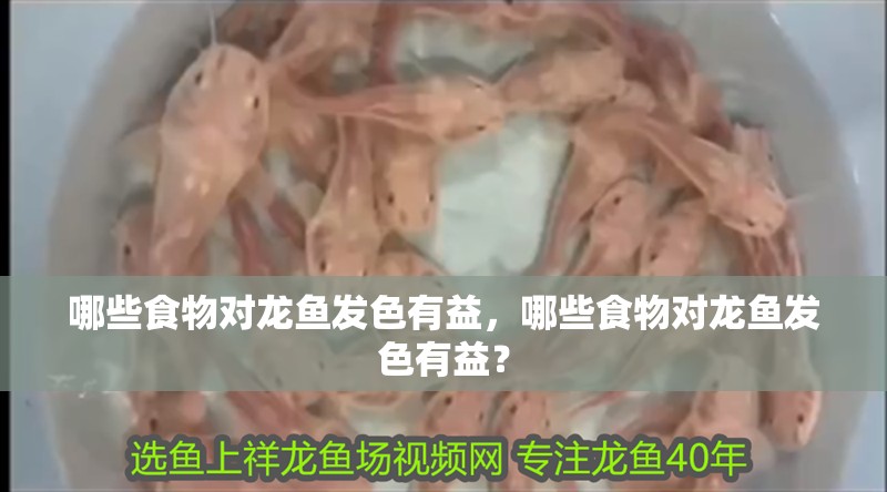 哪些食物對龍魚發色有益，哪些食物對龍魚發色有益？