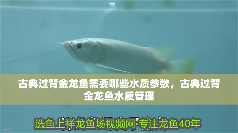 古典過背金龍魚需要哪些水質參數，古典過背金龍魚水質管理