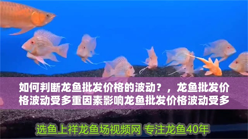 如何判斷龍魚批發價格的波動？，龍魚批發價格波動受多重因素影響龍魚批發價格波動受多重因素影響