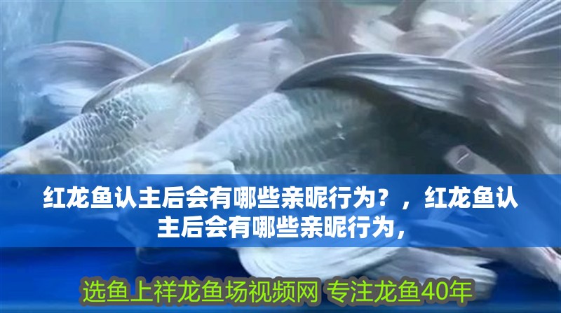 紅龍魚認主后會有哪些親昵行為？，紅龍魚認主后會有哪些親昵行為，