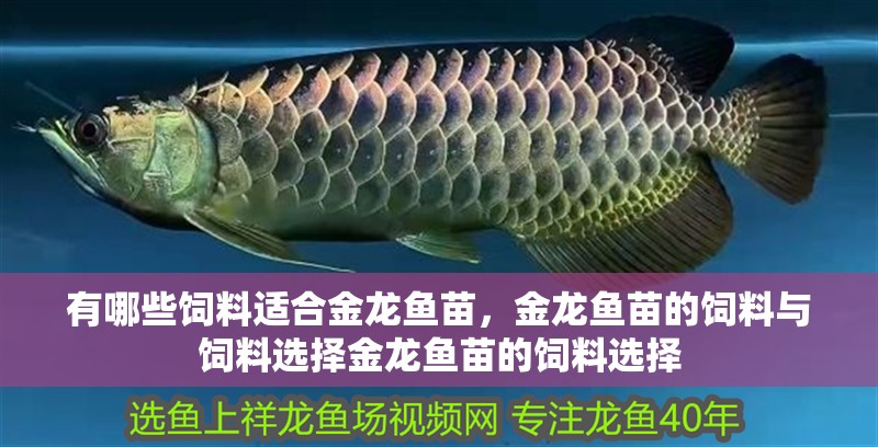 有哪些飼料適合金龍魚苗，金龍魚苗的飼料與飼料選擇金龍魚苗的飼料選擇