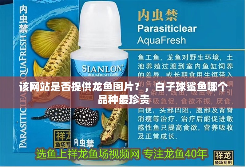 該網站是否提供龍魚圖片？，白子球鯊魚哪個品種最珍貴