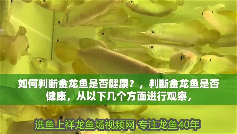 如何判斷金龍魚是否健康？，判斷金龍魚是否健康，從以下幾個方面進行觀察，