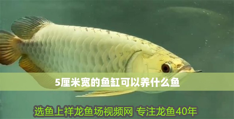 5厘米寬的魚缸可以養(yǎng)什么魚