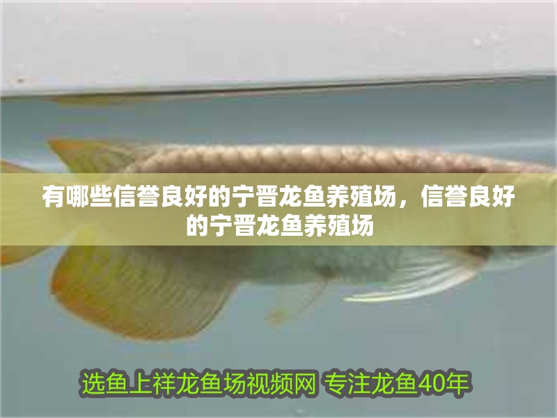 有哪些信譽(yù)良好的寧晉龍魚養(yǎng)殖場(chǎng)，信譽(yù)良好的寧晉龍魚養(yǎng)殖場(chǎng)