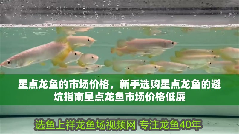 星點龍魚的市場價格，新手選購星點龍魚的避坑指南星點龍魚市場價格低廉
