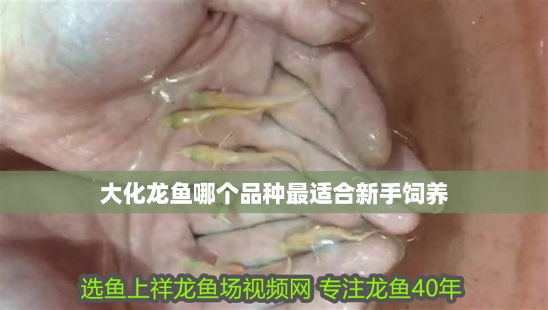大化龍魚哪個品種最適合新手飼養