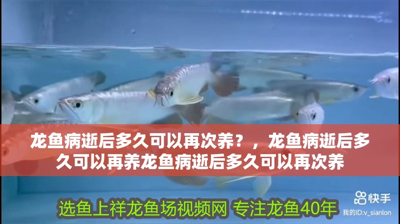 龍魚病逝后多久可以再次養？，龍魚病逝后多久可以再養龍魚病逝后多久可以再次養