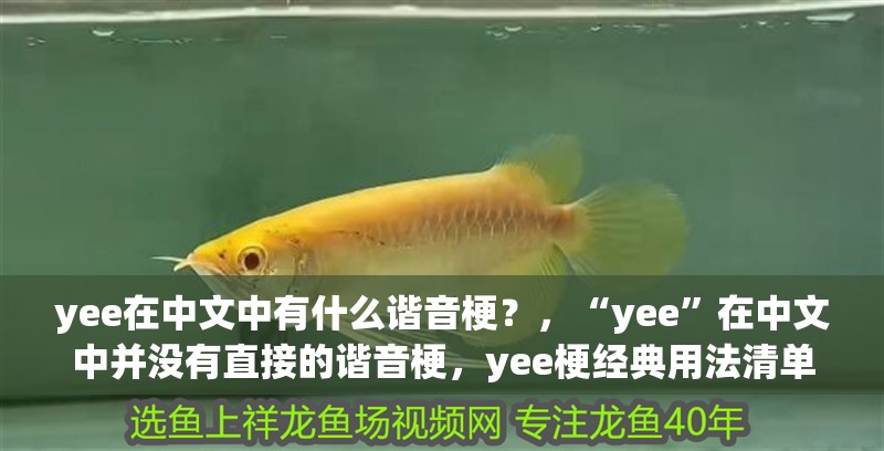 yee在中文中有什么諧音梗？，“yee”在中文中并沒有直接的諧音梗，yee梗經(jīng)典用法清單