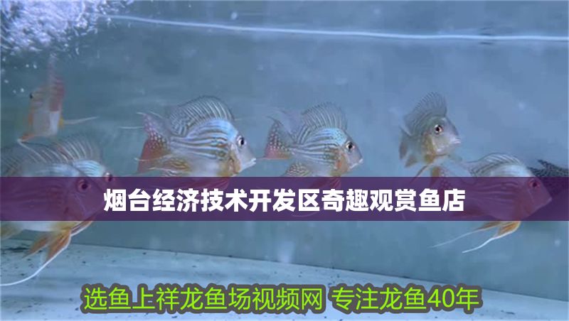 煙臺經濟技術開發區奇趣觀賞魚店