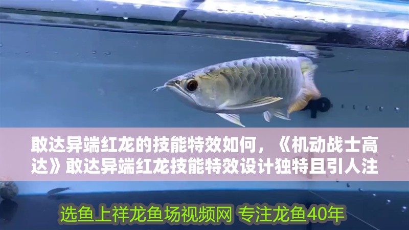 敢達異端紅龍的技能特效如何，《機動戰(zhàn)士高達》敢達異端紅龍技能特效設(shè)計獨特且引人注目