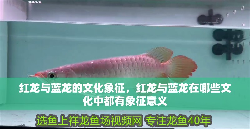 紅龍與藍龍的文化象征，紅龍與藍龍在哪些文化中都有象征意義