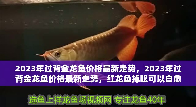 2023年過背金龍魚價格最新走勢，2023年過背金龍魚價格最新走勢，紅龍魚掉眼可以自愈嗎