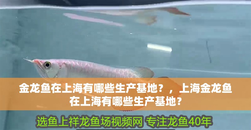 金龍魚在上海有哪些生產基地？，上海金龍魚在上海有哪些生產基地？
