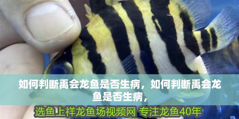 如何判斷禹會(huì)龍魚是否生病，如何判斷禹會(huì)龍魚是否生病，