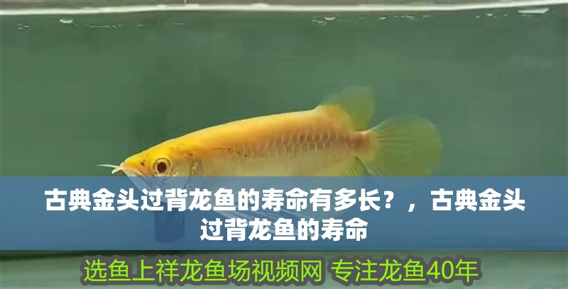 古典金頭過背龍魚的壽命有多長？，古典金頭過背龍魚的壽命