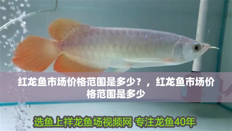 紅龍魚市場價(jià)格范圍是多少？，紅龍魚市場價(jià)格范圍是多少