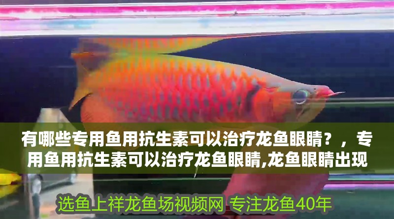 有哪些專用魚用抗生素可以治療龍魚眼睛？，專用魚用抗生素可以治療龍魚眼睛,龍魚眼睛出現白膜、渾濁或腫脹