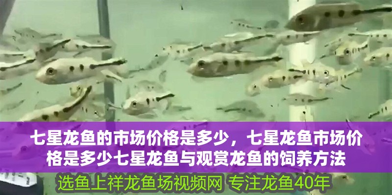 七星龍魚的市場價格是多少，七星龍魚市場價格是多少七星龍魚與觀賞龍魚的飼養方法