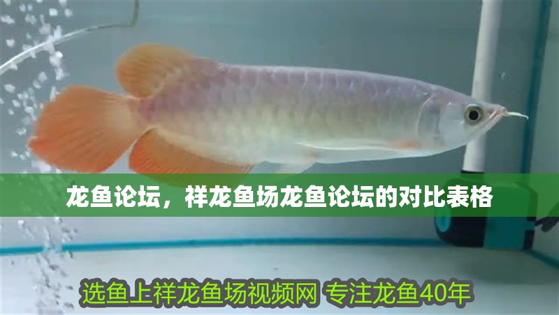 龍魚論壇，祥龍魚場龍魚論壇的對比表格