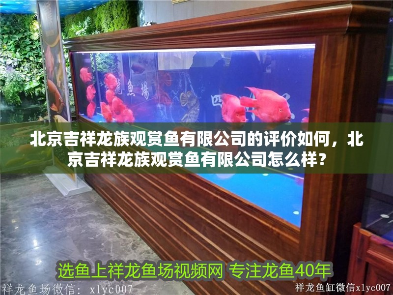北京吉祥龍族觀賞魚有限公司的評(píng)價(jià)如何，北京吉祥龍族觀賞魚有限公司怎么樣？