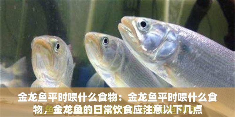 金龍魚平時喂什么食物：金龍魚平時喂什么食物，金龍魚的日常飲食應注意以下幾點