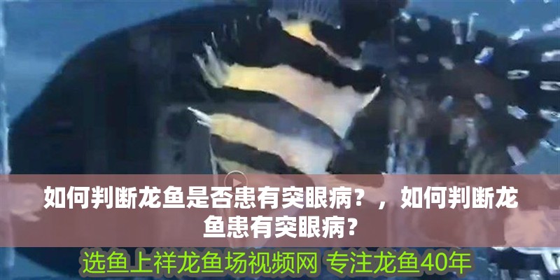 如何判斷龍魚是否患有突眼病？，如何判斷龍魚患有突眼病？