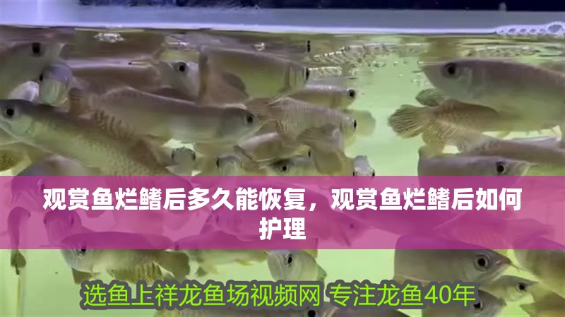 觀賞魚爛鰭后多久能恢復(fù)，觀賞魚爛鰭后如何護(hù)理
