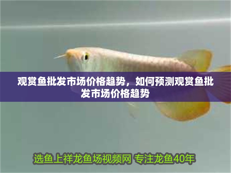 觀賞魚(yú)批發(fā)市場(chǎng)價(jià)格趨勢(shì)，如何預(yù)測(cè)觀賞魚(yú)批發(fā)市場(chǎng)價(jià)格趨勢(shì)