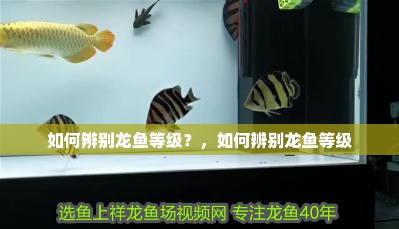 如何辨別龍魚等級(jí)？，如何辨別龍魚等級(jí)