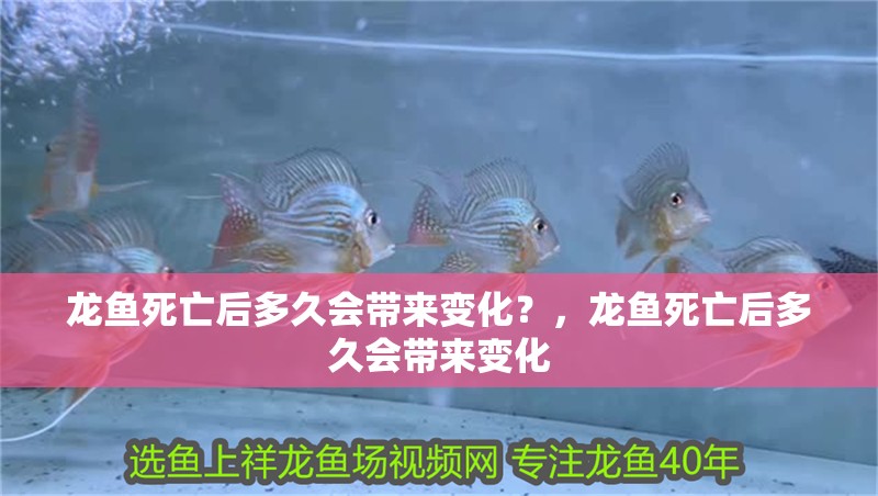 龍魚死亡后多久會帶來變化？，龍魚死亡后多久會帶來變化
